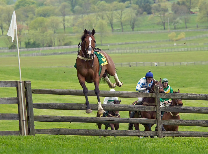 riderless-horse