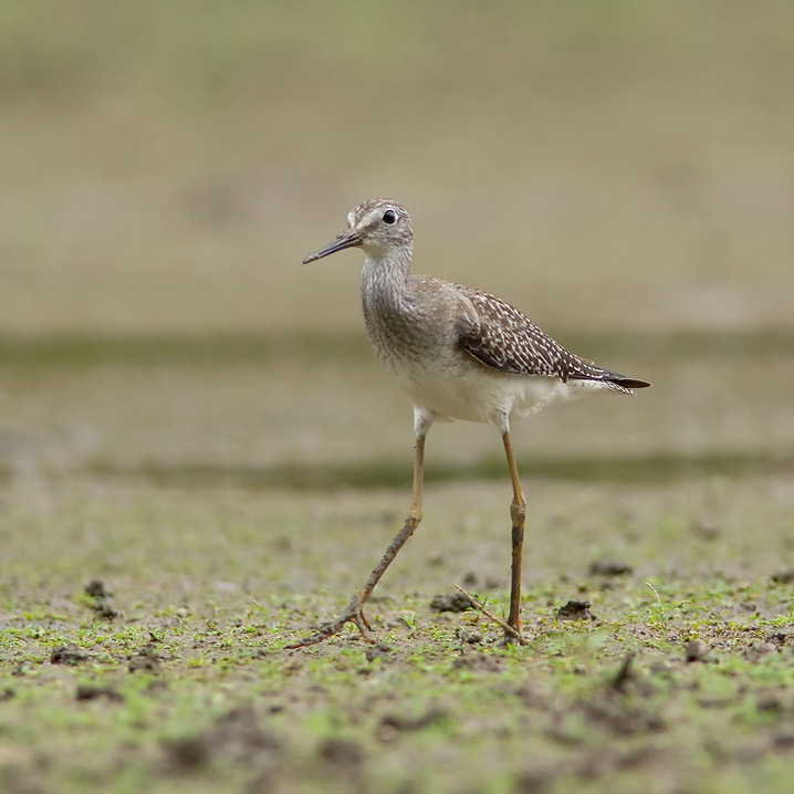 yellowlegs