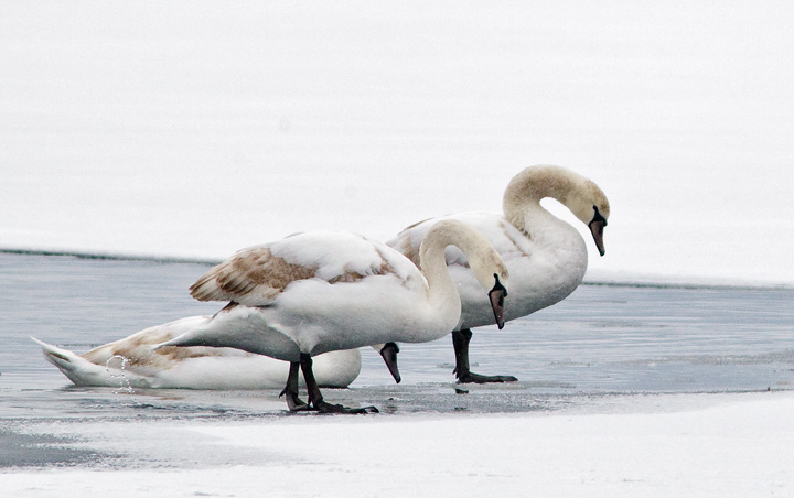 swan2