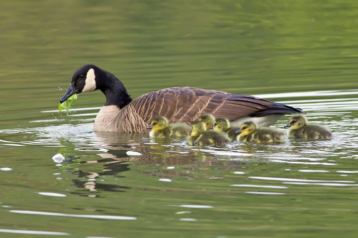 goose-goslings