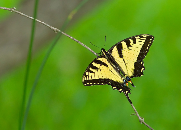 butterfly