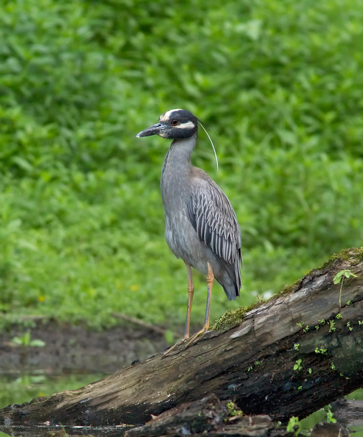 heron