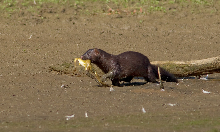 mink