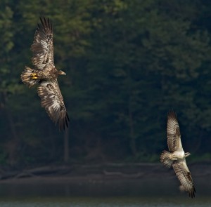 eagle-osprey