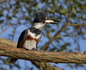 kingfisher-with-minnow