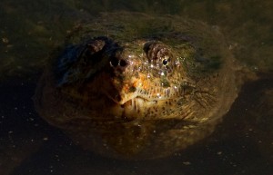 turtle
