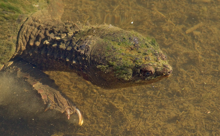 turtle-swimming
