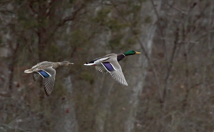 mallards