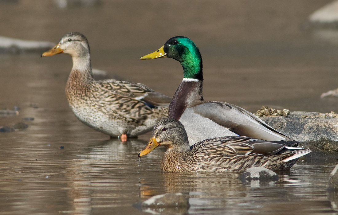 mallards
