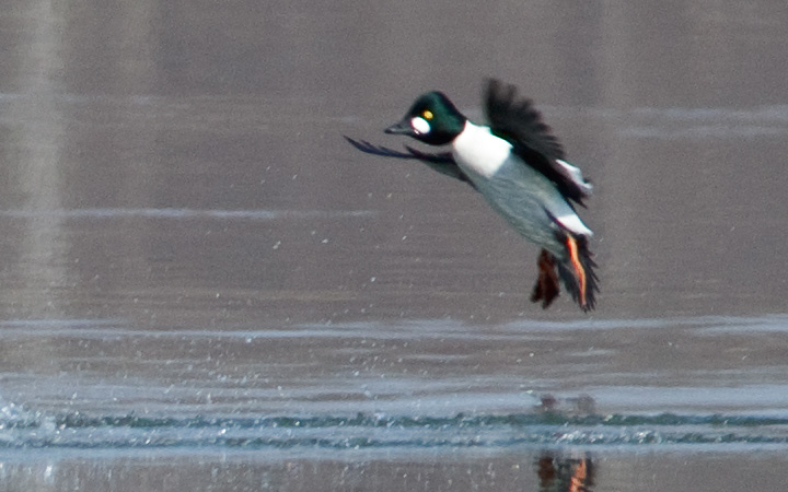goldeneye-100c