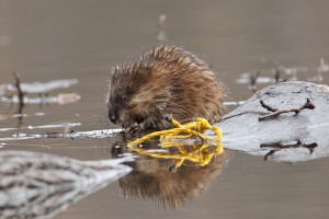 beaver2