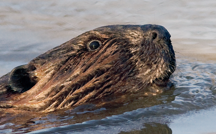 beaver5