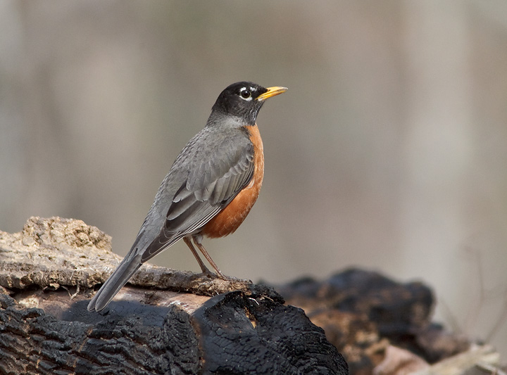 robin1