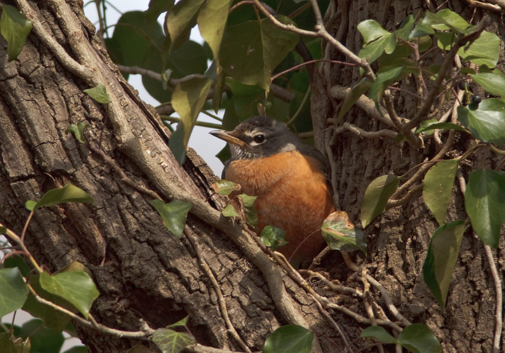 robin2