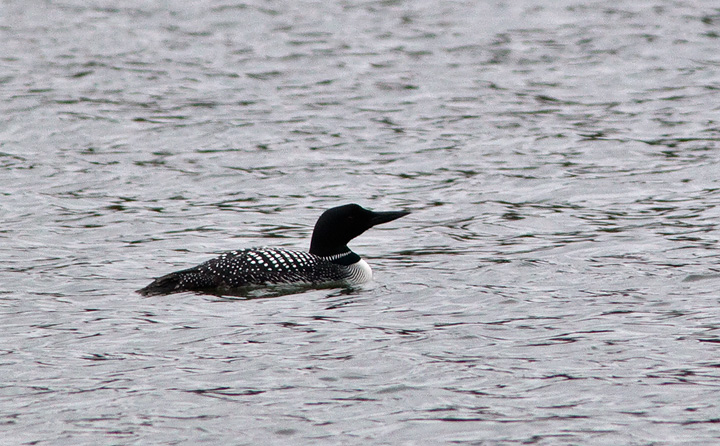 loon