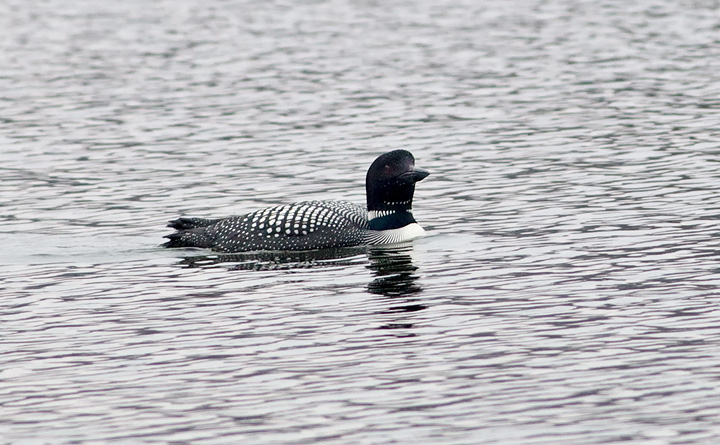 loon2