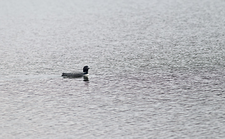 loon