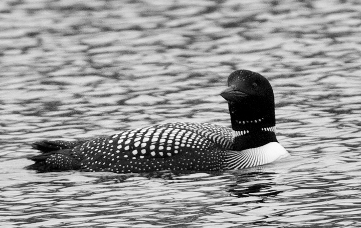 loon3