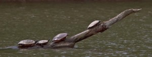 turtles