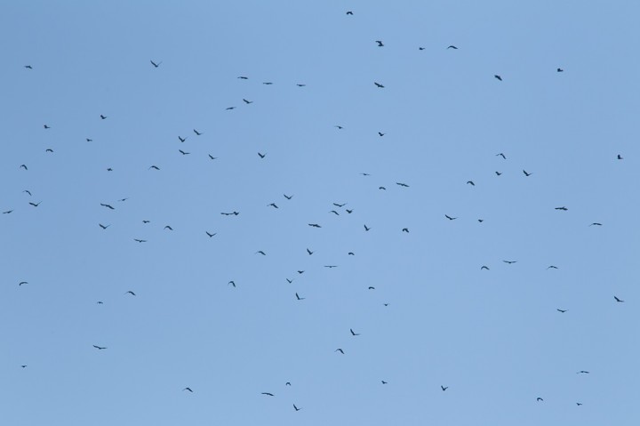 141018_MAS1070