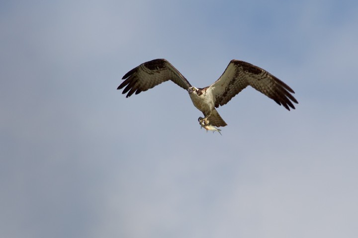 150808_MAS7883