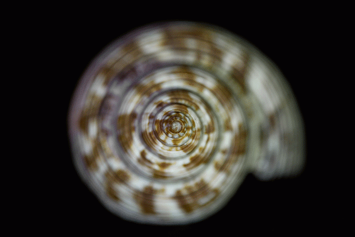 animated-heliconfocus-seashell-fianl