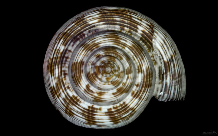 seashell-helicon-3-wallpaper_h2ochap