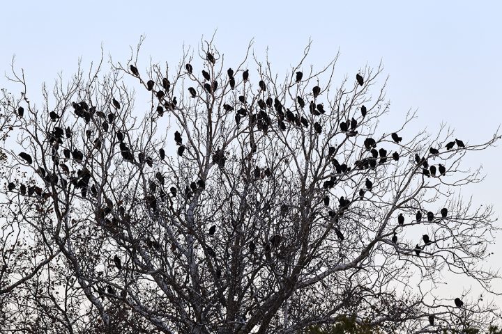 161117_MAS1D4_68F6340