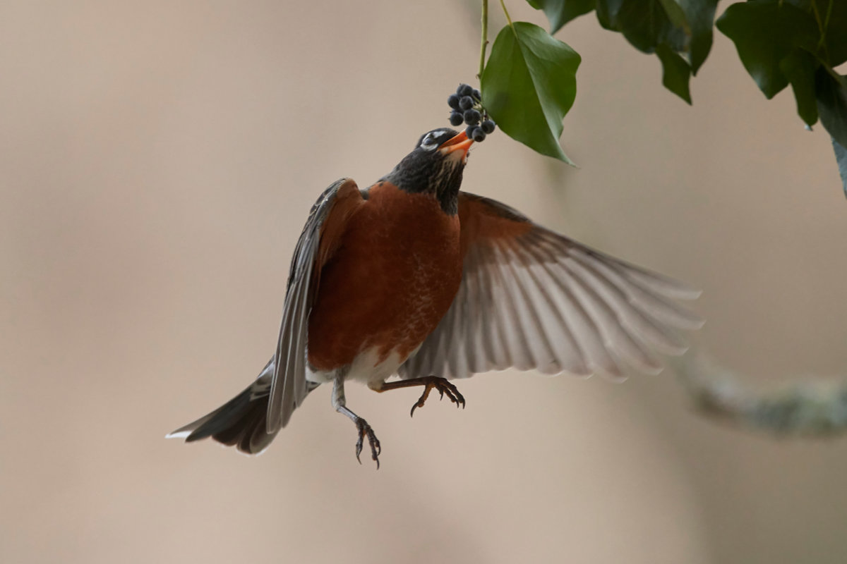 robin eating berry