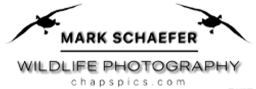 Mark Schaefer Photography