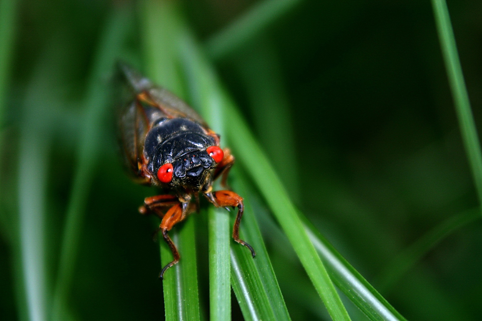 Cicada Invader